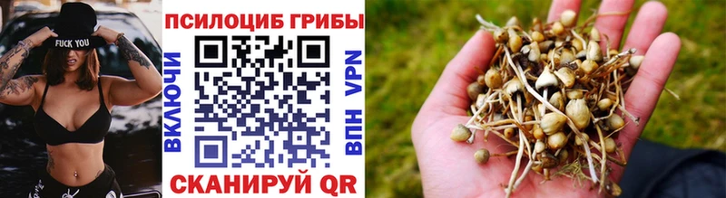 МЕГА ТОР  Боровск  Псилоцибиновые грибы прущие грибы 